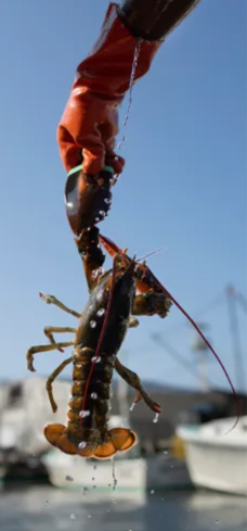 Lobster